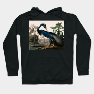 Bird of America  Bird, bird lover, america, beautiful  Public domain painting by John James Audubon Hoodie